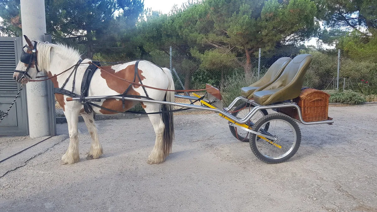 Stute zieht den Coche de Caballos Navarro über einen Feldweg