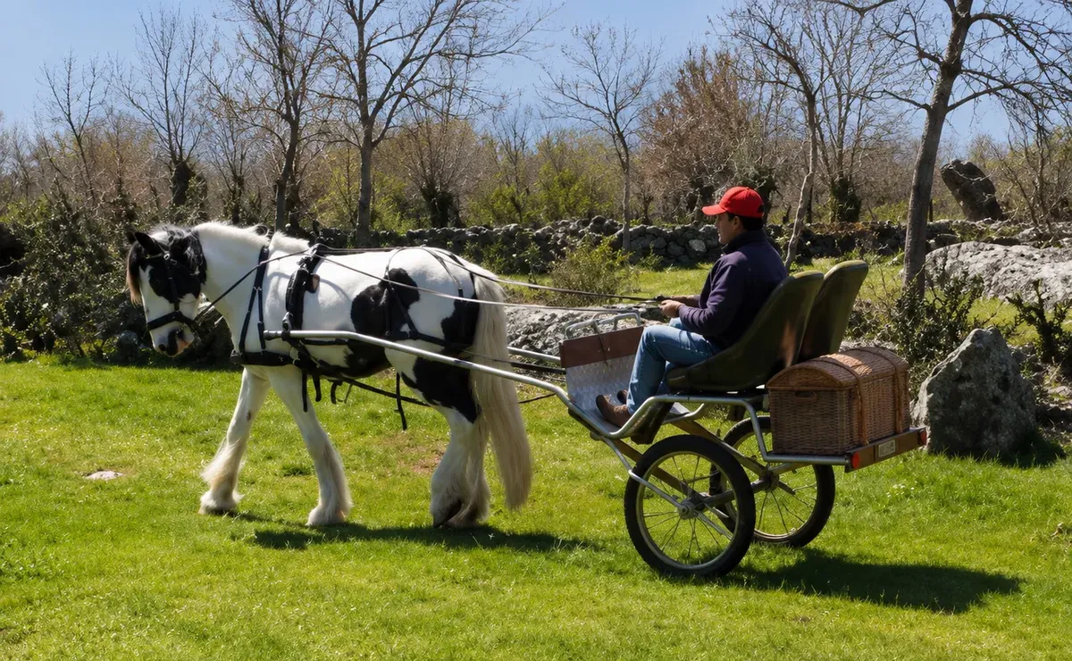 Piebald horse pulling the Coche de Caballos Navarro during a ride on an estate, with detail of the wicker trunk