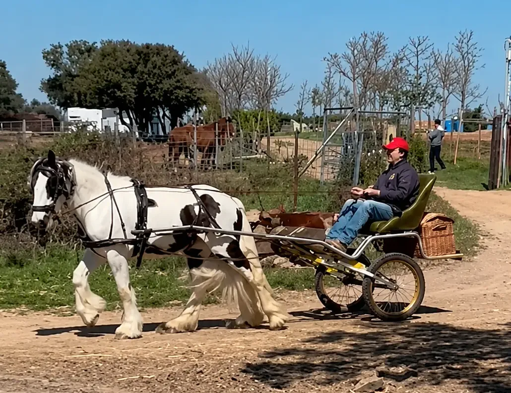 Coche de Caballos Navarro en paseo tranquilo, caballo pío relajado
