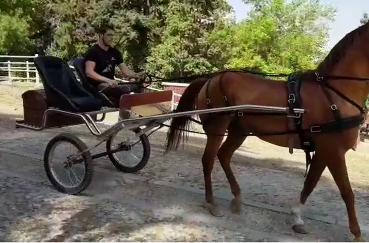 Coche de Caballos Navarro en un picadero, primer contacto del caballo con el carruaje